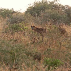 nkundwa (43)